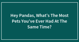Hey Pandas, What’s The Most Pets You’ve Ever Had At The Same Time?