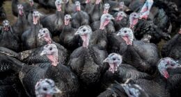Supermarkets have been accused of secretly selling European turkeys to shoppers this Christmas - while claiming they are from Britain