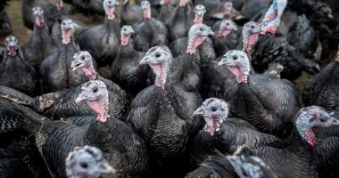 Supermarkets have been accused of secretly selling European turkeys to shoppers this Christmas - while claiming they are from Britain