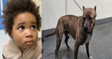LAPD Seeks to Identify Boy Found With Dog Inside Car After Failed Attempt to Steal It