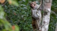 Lab monkey who was once on the run after highway crash finds new home