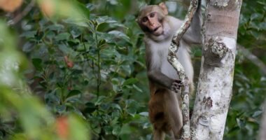 Lab monkey who was once on the run after highway crash finds new home