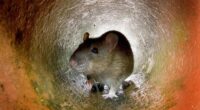 Labour warns of ‘horrifying’ rise in rat sightings