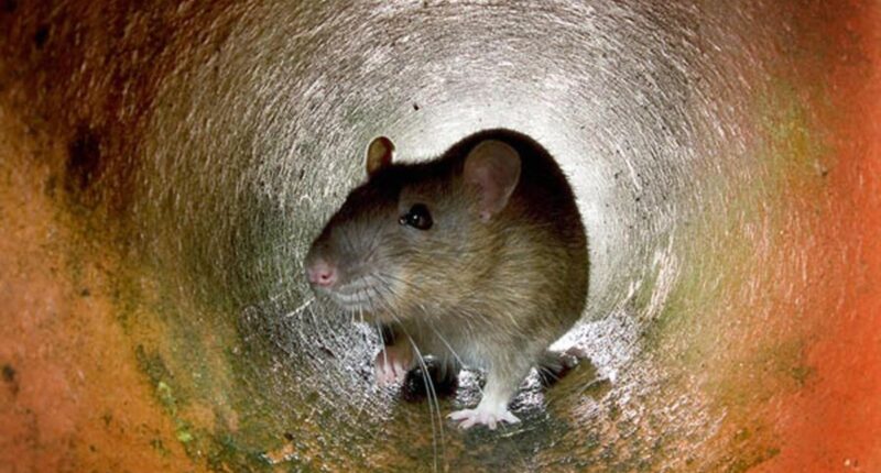 Labour warns of ‘horrifying’ rise in rat sightings