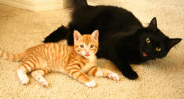 Meet Cole And Marmalade: Two Rescued Kitties That Became The Best Of Friends