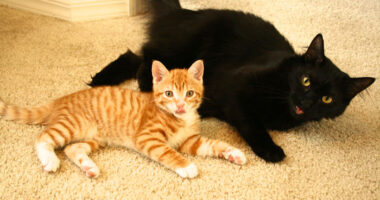 Meet Cole And Marmalade: Two Rescued Kitties That Became The Best Of Friends