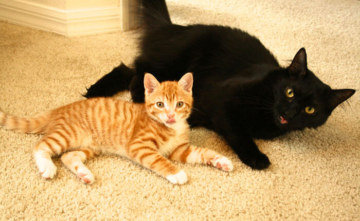 Meet Cole And Marmalade: Two Rescued Kitties That Became The Best Of Friends
