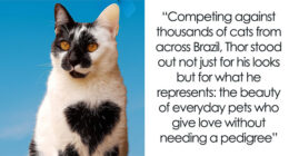 Meet Thor, The Cat With A Heart-Shaped Mark Who Just Won Brazil’s Most Beautiful Cat Title