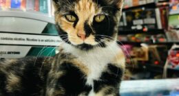 NYC Councilmember Volunteers To Lead Bodega Cat Bill In 2026