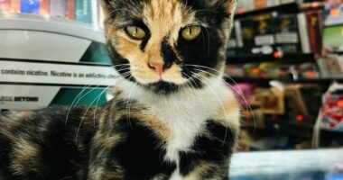 NYC Councilmember Volunteers To Lead Bodega Cat Bill In 2026