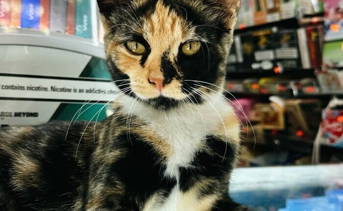 NYC Councilmember Volunteers To Lead Bodega Cat Bill In 2026