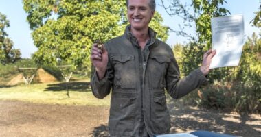Newsom Loses More CA Business and Wants to Take Away the Farm – HotAir