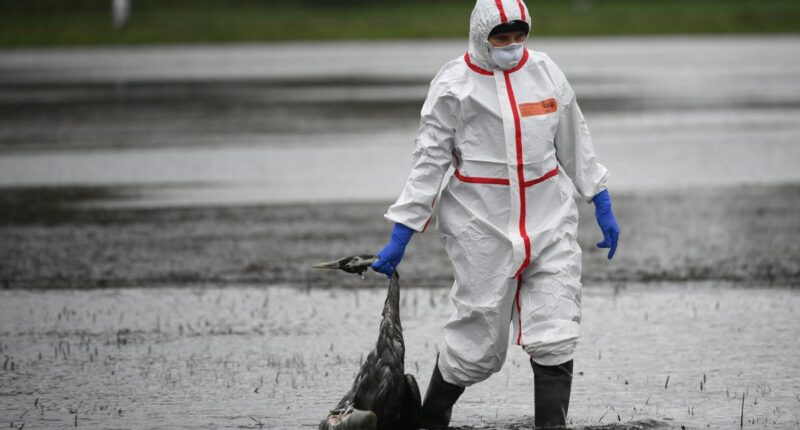 Scientists identify key tipping point when bird flu could cause a pandemic in humans
