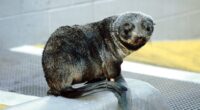 So, a Seal Walks Into a Bar... – RedState