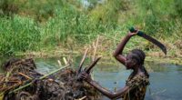 South Sudanese community fights to save land from relentless flooding worsened by climate change
