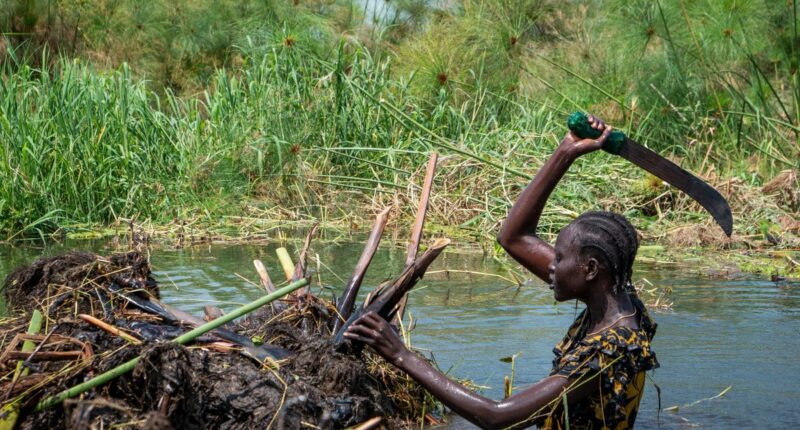South Sudanese community fights to save land from relentless flooding worsened by climate change