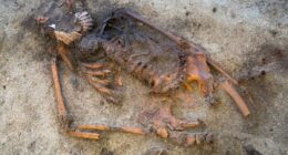 Strange Viking Age burial with shells covering woman’s mouth leaves archaeologists perplexed