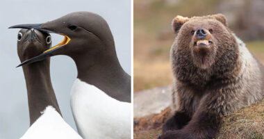 The 2025 Comedy Wildlife People’s Choice Awards Showcase Nature’s Funniest Moments (40 Pics)