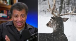 The Internet Is Losing It After Neil deGrasse Tyson Explains Gender Of Santa’s Reindeer Rudolph