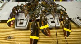 Thieves Claw $400K Shipment From Costco's Clutches – RedState