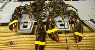 Thieves Claw $400K Shipment From Costco's Clutches – RedState