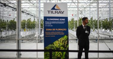 Tilray’s stock takes off on hope that cannabis will soon be treated more like steroids than heroin