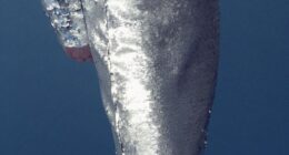 A year on from taking Mounjaro for the first time, Claudia Connell has gone from a size 18 to a size 10, having lost four stone