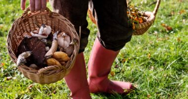 Wild mushrooms linked to deadly poisoning outbreak