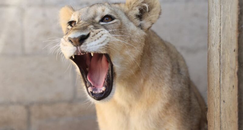 ‘January effect’ arrives early as small caps are roaring past the Dow and S&P 500