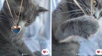 100 Times Cats Stole The Spotlight In Vinted Ads