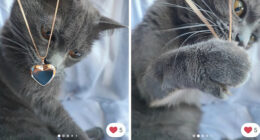 100 Times Cats Stole The Spotlight In Vinted Ads