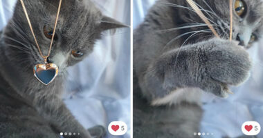 100 Times Cats Stole The Spotlight In Vinted Ads