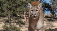 A woman was found dead in Colorado in what authorities believe was a fatal mountain lion attack (file image)