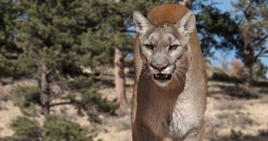 A woman was found dead in Colorado in what authorities believe was a fatal mountain lion attack (file image)