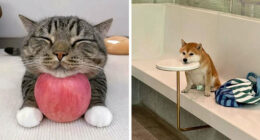 37 Funny And Adorable Cats And Dogs That Deserve Only The Best Snacks For Their Cuteness