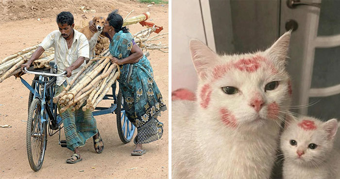 40 Hilarious Moments Caught On Camera, As Shared By “Important Animal Images” (New Pics)