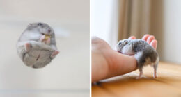 80 Adorable Hamster Pics From This Instagram Page That Might Make Your Day