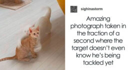 80 Funny Memes To Remind You How Awesome Cats Are