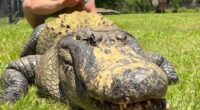 Robert Irwinhas shocked his fans by sharing a clip of himself playfully petting an enormous alligator