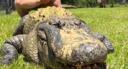 Robert Irwinhas shocked his fans by sharing a clip of himself playfully petting an enormous alligator