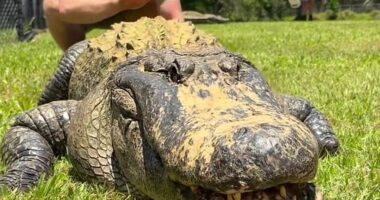 Robert Irwinhas shocked his fans by sharing a clip of himself playfully petting an enormous alligator