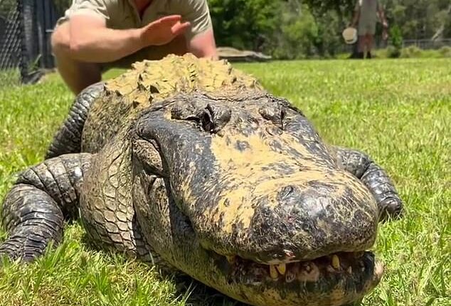 Robert Irwinhas shocked his fans by sharing a clip of himself playfully petting an enormous alligator