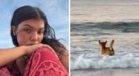 Autopsy Results Uncover Startling Clues In Case Of Canadian Teen Found Among Dingoes