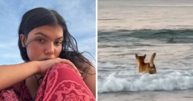 Autopsy Results Uncover Startling Clues In Case Of Canadian Teen Found Among Dingoes