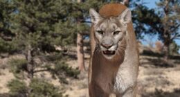 A woman was found dead in Colorado in what authorities believe was a fatal mountain lion attack (file image)