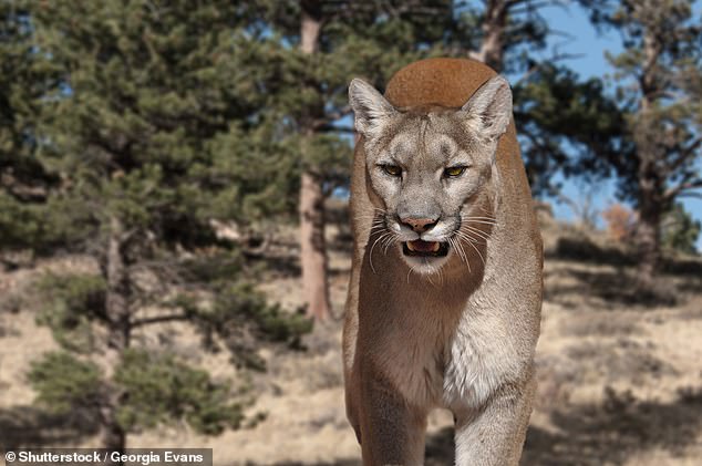 A woman was found dead in Colorado in what authorities believe was a fatal mountain lion attack (file image)