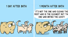 Comics That Perfectly Show The Everyday Life Of An Artist, Her Family, And One Spoiled Pug (23 New Pics)