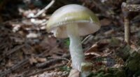 Death cap mushrooms kill three and leave others needing organ transplants as DOZENS of California foragers hospitalized