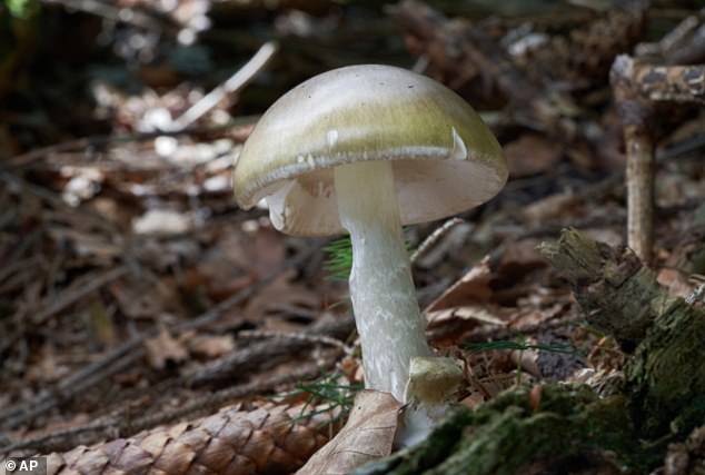 Death cap mushrooms kill three and leave others needing organ transplants as DOZENS of California foragers hospitalized