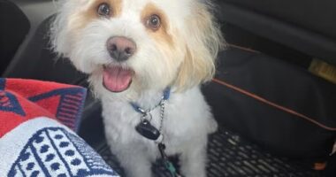 Milo, 3-year-old Maltese poodle, died last May after he was allegedly poisoned by Paula Fernandez's ex-boyfriend